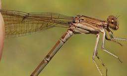 1 female and 7 males; the pair submitted here were in tandem