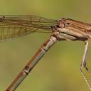 1 female and 7 males; the pair submitted here were in tandem