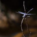 Image of Gomphidia abbotti