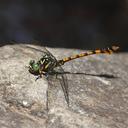 Image of Paragomphus flavohamatus