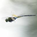 Image of Anax maclachlani