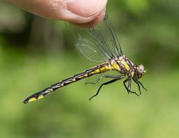 Female