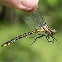 Female