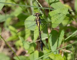 Female