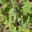 Female