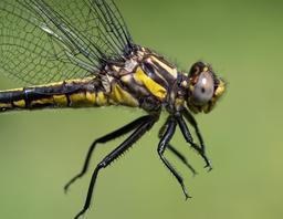 Female
