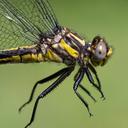 Female