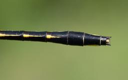 Female