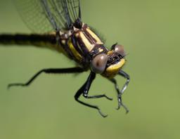 Female
