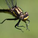 Female
