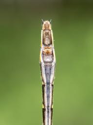 Female
