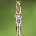 Female