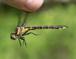 Female