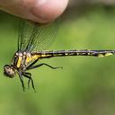 Female