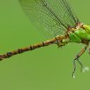 Image of Ophiogomphus rupinsulensis