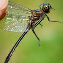 Image of Dorocordulia lepida