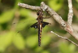 appendages seem long for Mantled, am not sure is not a Common