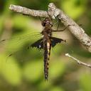 appendages seem long for Mantled, am not sure is not a Common