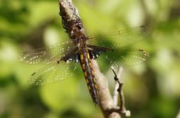appendages seem long for Mantled, am not sure is not a Common