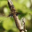 appendages seem long for Mantled, am not sure is not a Common