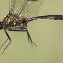 Image of Somatochlora walshii