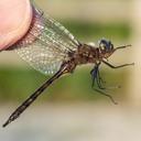 Image of Epitheca costalis