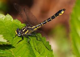 Female perched on weeds near the water and build an egg mass before flying to the creek and ovipositing in what appeared to be 5-6 'drops' of eggs before flying up into nearby trees.