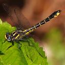 Female perched on weeds near the water and build an egg mass before flying to the creek and ovipositing in what appeared to be 5-6 'drops' of eggs before flying up into nearby trees.