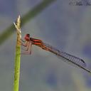 Image of Enallagma pictum
