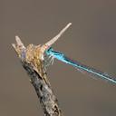 Image of Africallagma