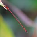 Image of Protoneura amatoria