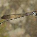 Image of Platysticta maculata