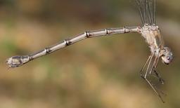 was in tandem with male posted as OC#2887706https://www.odonatacentral.org/app/#/view/2745915?active_sighting=2887706