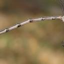 was in tandem with male posted as OC#2887706https://www.odonatacentral.org/app/#/view/2745915?active_sighting=2887706