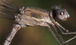 was in tandem with male posted as OC#2887706https://www.odonatacentral.org/app/#/view/2745915?active_sighting=2887706