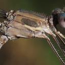 was in tandem with male posted as OC#2887706https://www.odonatacentral.org/app/#/view/2745915?active_sighting=2887706