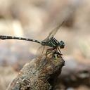 Image of Phyllogomphoides annectens