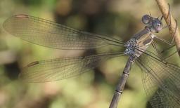 was in tandem with male posted as OC#2887706https://www.odonatacentral.org/app/#/view/2745915?active_sighting=2887706