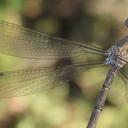 was in tandem with male posted as OC#2887706https://www.odonatacentral.org/app/#/view/2745915?active_sighting=2887706