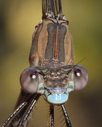 was in tandem with male posted as OC#2887706https://www.odonatacentral.org/app/#/view/2745915?active_sighting=2887706