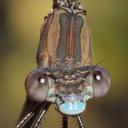 was in tandem with male posted as OC#2887706https://www.odonatacentral.org/app/#/view/2745915?active_sighting=2887706