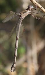 was in tandem with male posted as OC#2887706https://www.odonatacentral.org/app/#/view/2745915?active_sighting=2887706