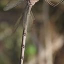 was in tandem with male posted as OC#2887706https://www.odonatacentral.org/app/#/view/2745915?active_sighting=2887706