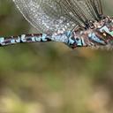 Image of Aeshna canadensis