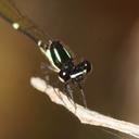 Image of Nososticta solitaria
