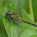 Image of Asiagomphus pryeri