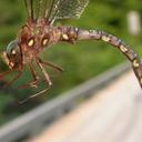 Image of Boyeria grafiana