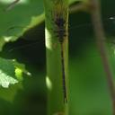Image of Gynacantha hova
