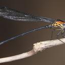 Image of Lestoidea lewisiana