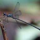 Image of Philogenia augusti